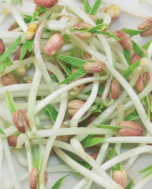 Graines de la côte ouest (haricots mungo) (biologiques)