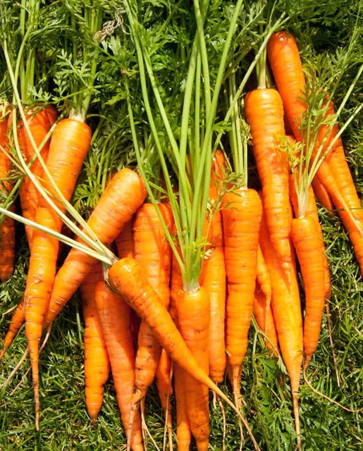 Graines de la côte ouest (carottes Neptune)