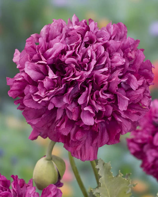 West Coast Seeds (Purple Peony Poppies)