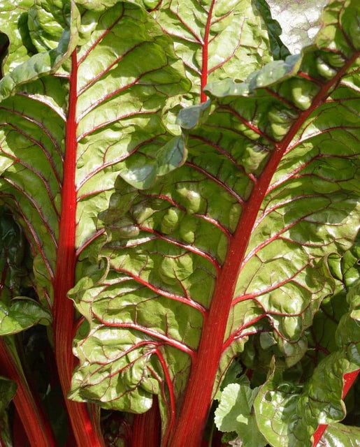 West Coast Seeds (Rhubarb Chard)