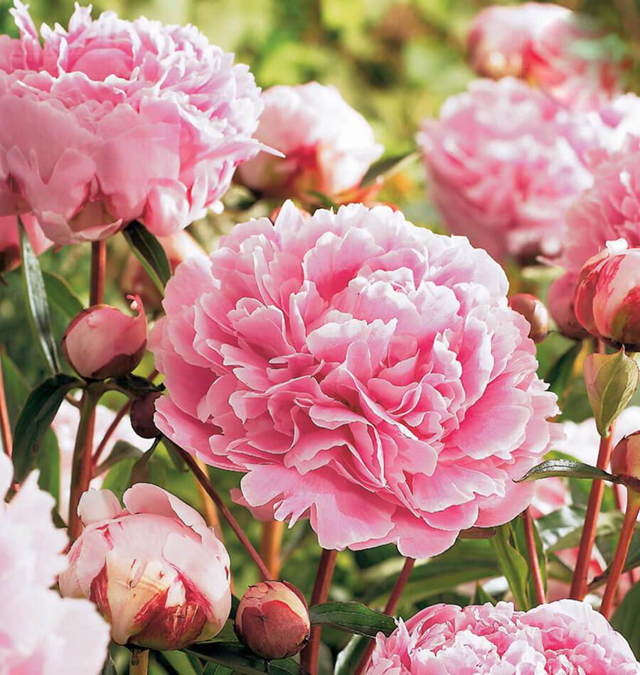 West Coast Seeds (Peony Sarah Bernhardt) (1 Bulb Per Pack) | Urban Grow ...