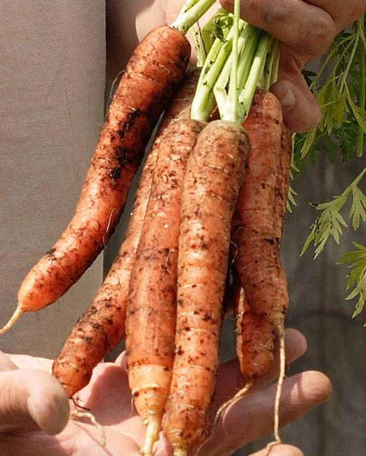 West Coast Seeds (Scarlet Nantes Carrots)