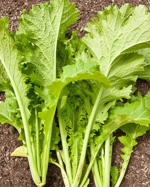 West Coast Seeds (Southern Giant Curled Organic Mustard)