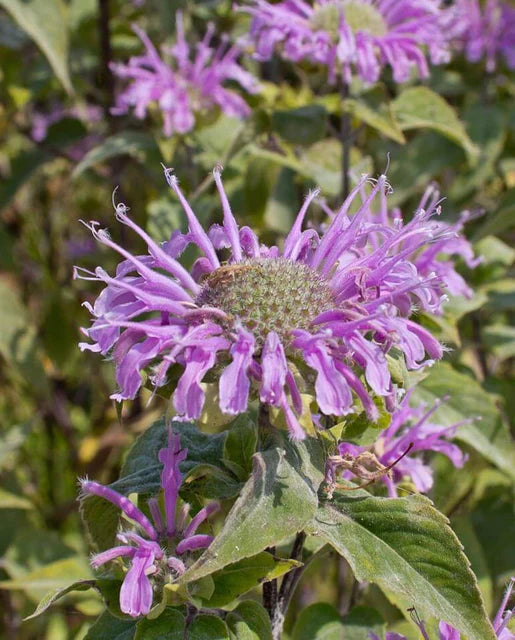 West Coast Seeds (Wild Bergamot)