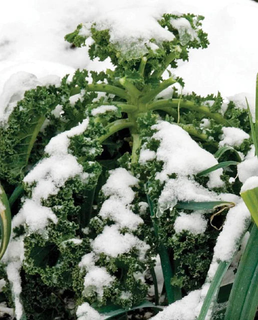 West Coast Seeds (Winter Blend Kale)