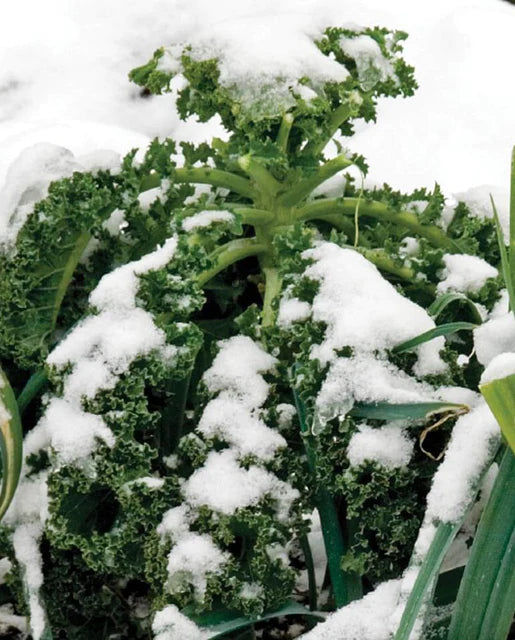 Graines de la Côte Ouest (Chou Kale Mélange d'Hiver)