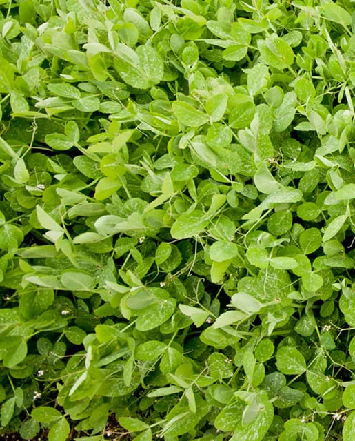 West Coast Seeds (Winter Field Peas)