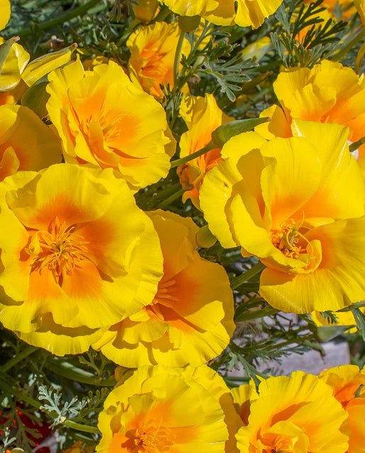 West Coast Seeds (Yukon Gold California Poppy Seeds)