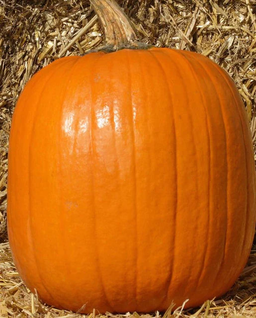 West Coast Seeds (Howden Pumpkin)