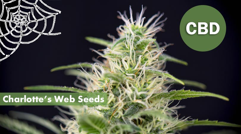 Charlotte's Web / FEM (Single Pack) (FREE SEED w/ PURCHASE)