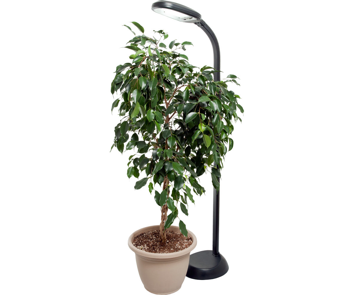 Agrobrite Desk Top & Standing Plant Lights (LED & CFL)