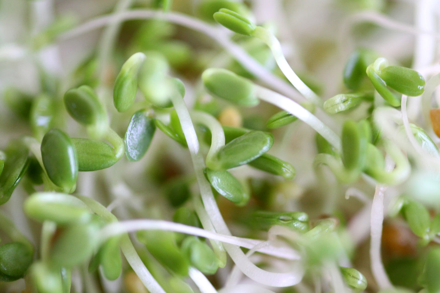 Mumm's Sprouting Seeds - Red Clover