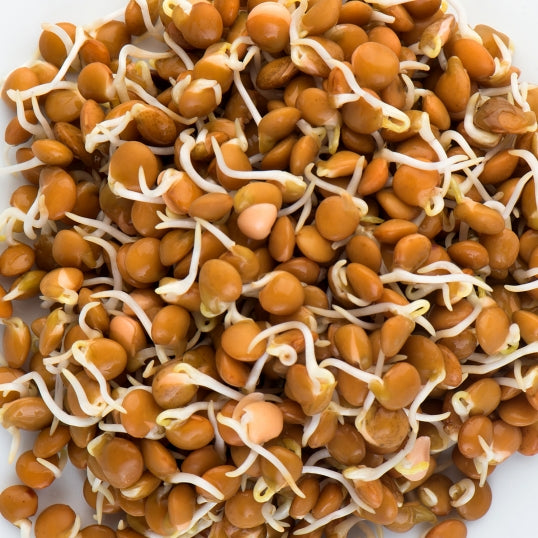 Mumm's Sprouting Seeds Crimson Lentils