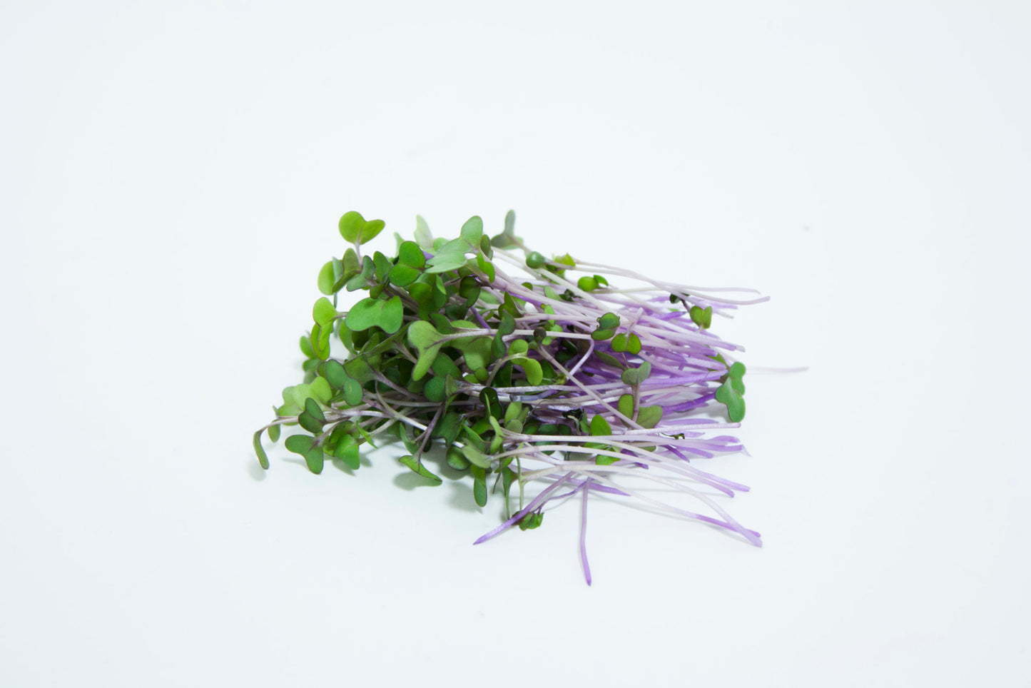 Mumm's Sprouting Seeds Chou-rave violet