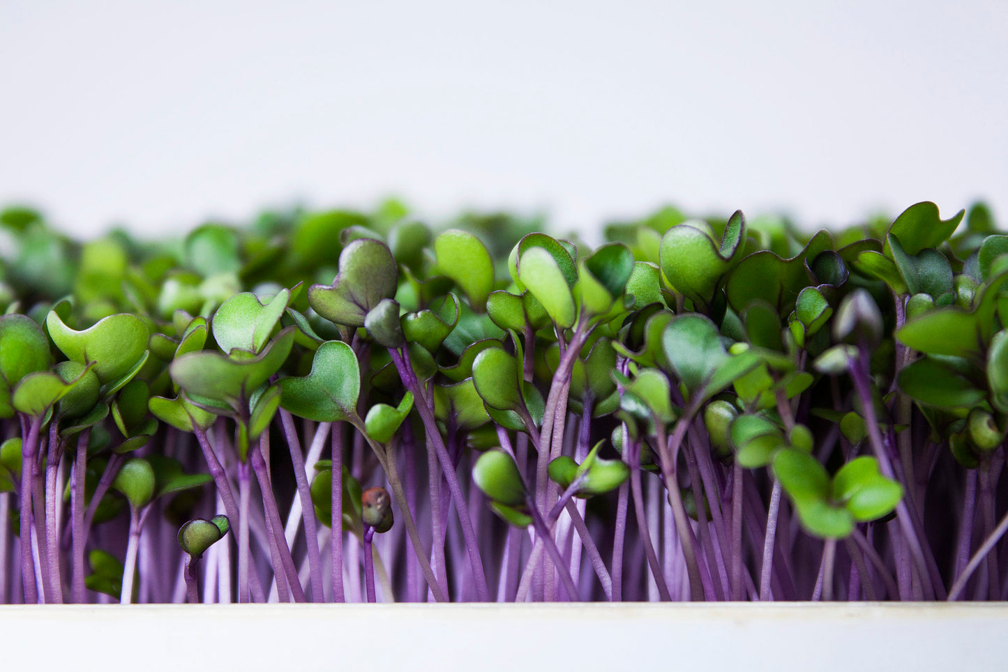 Mumm's Sprouting Seeds Chou-rave violet