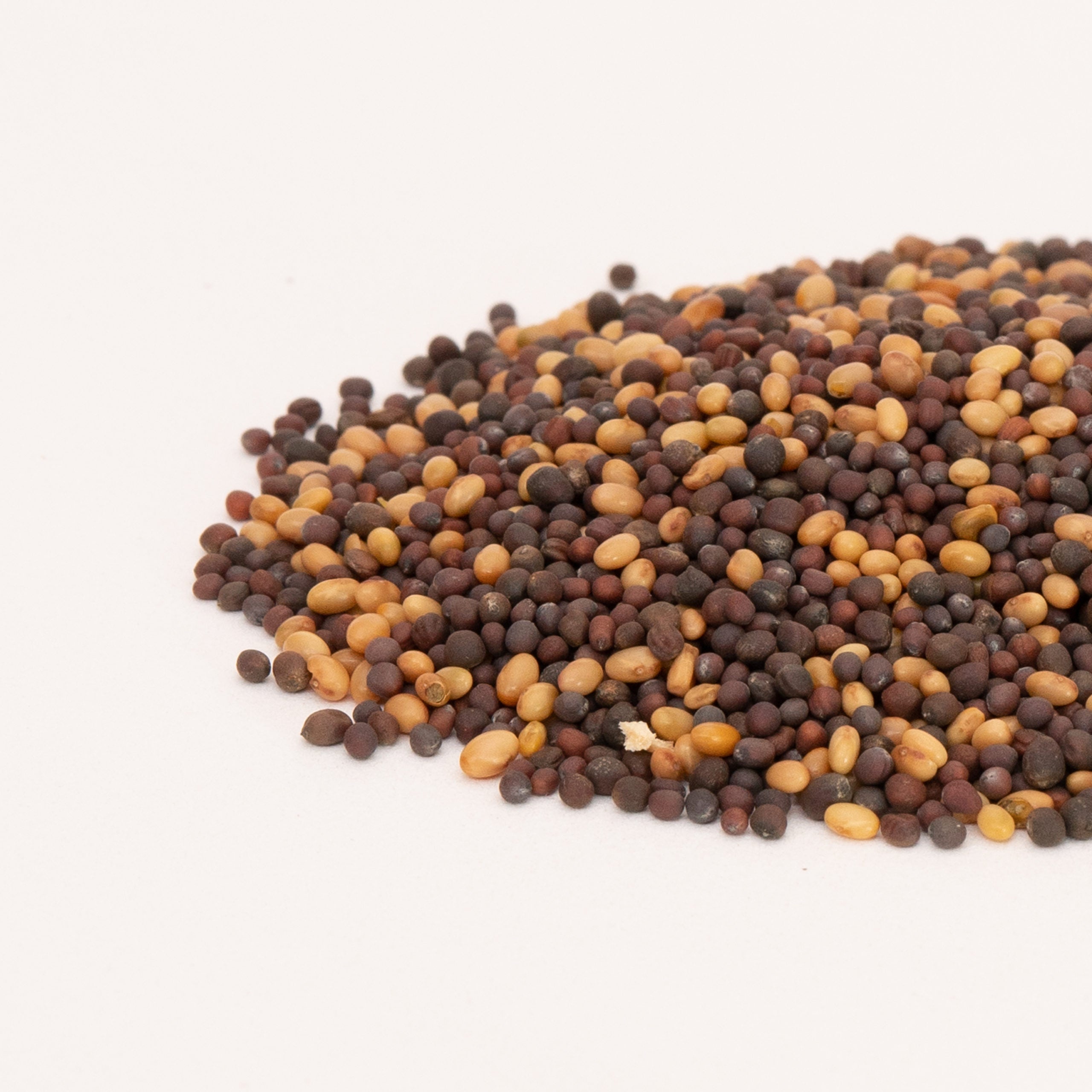 18+ Mumms Microgreen Seeds Mumm's Sprouting Seeds Mellow Microgreen Mix – Urban Grow Garden Supply