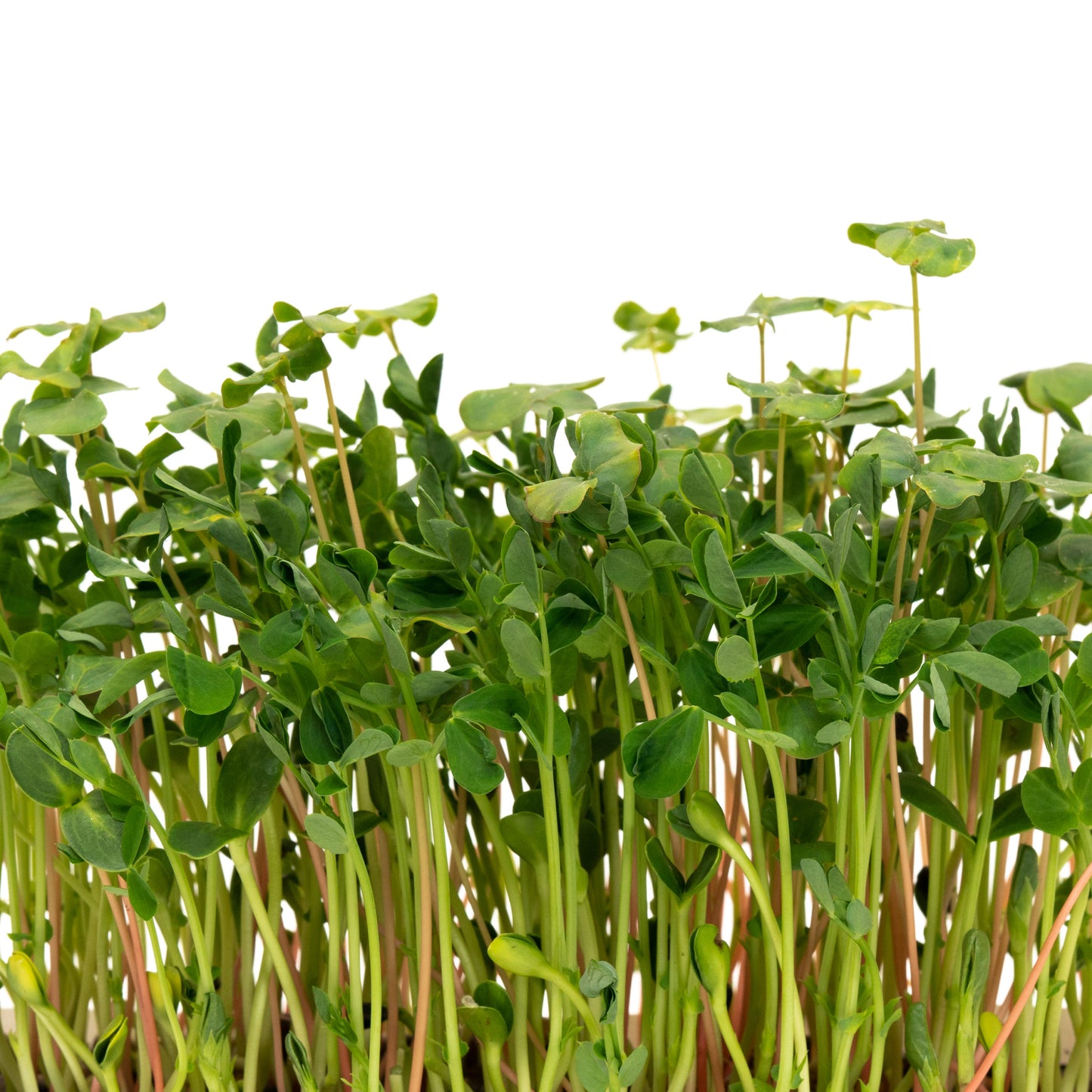 Mumm's Sprouting Seeds Microgreen Salad Mix