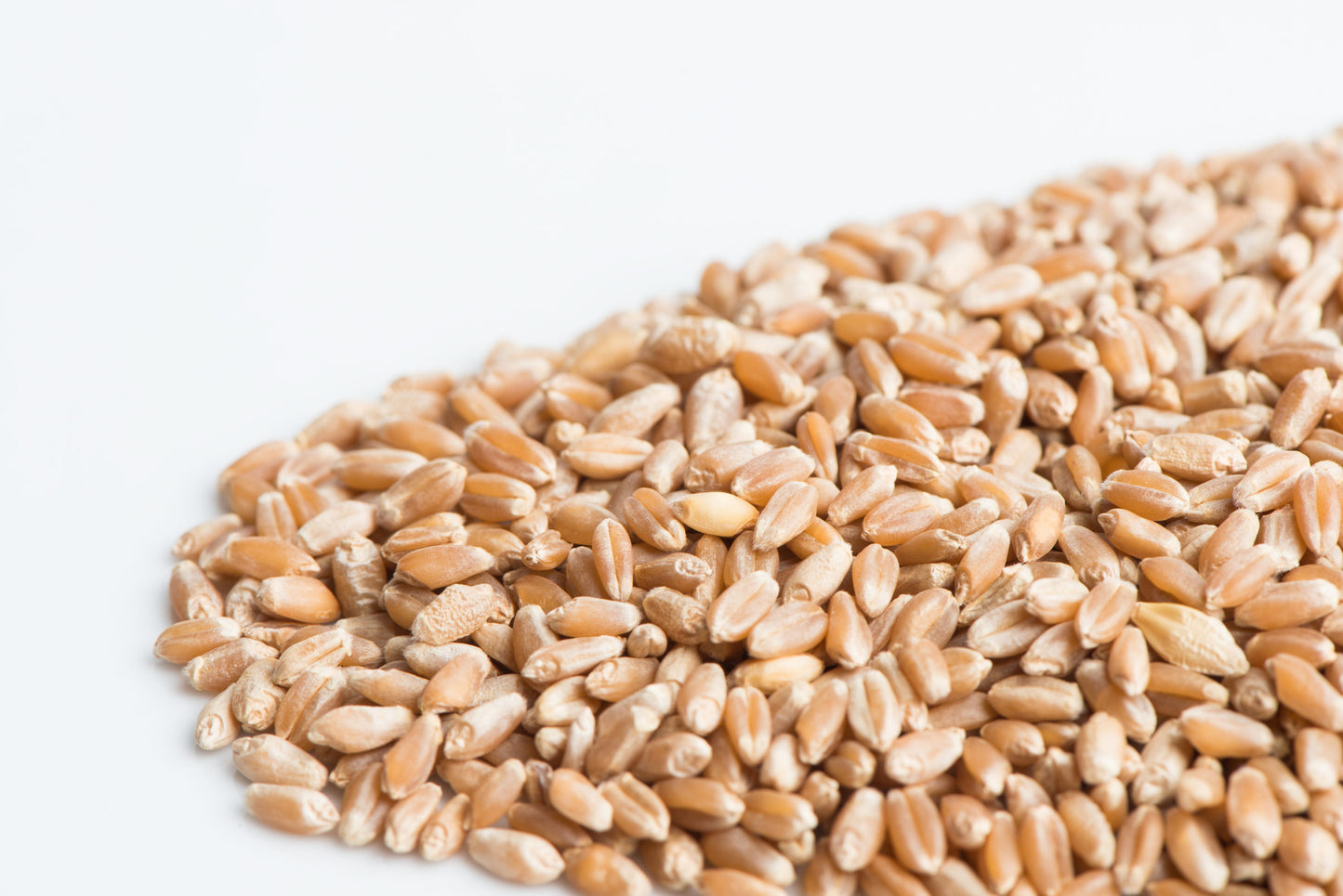 Mumm's Sprouting Seeds Wheat Berries