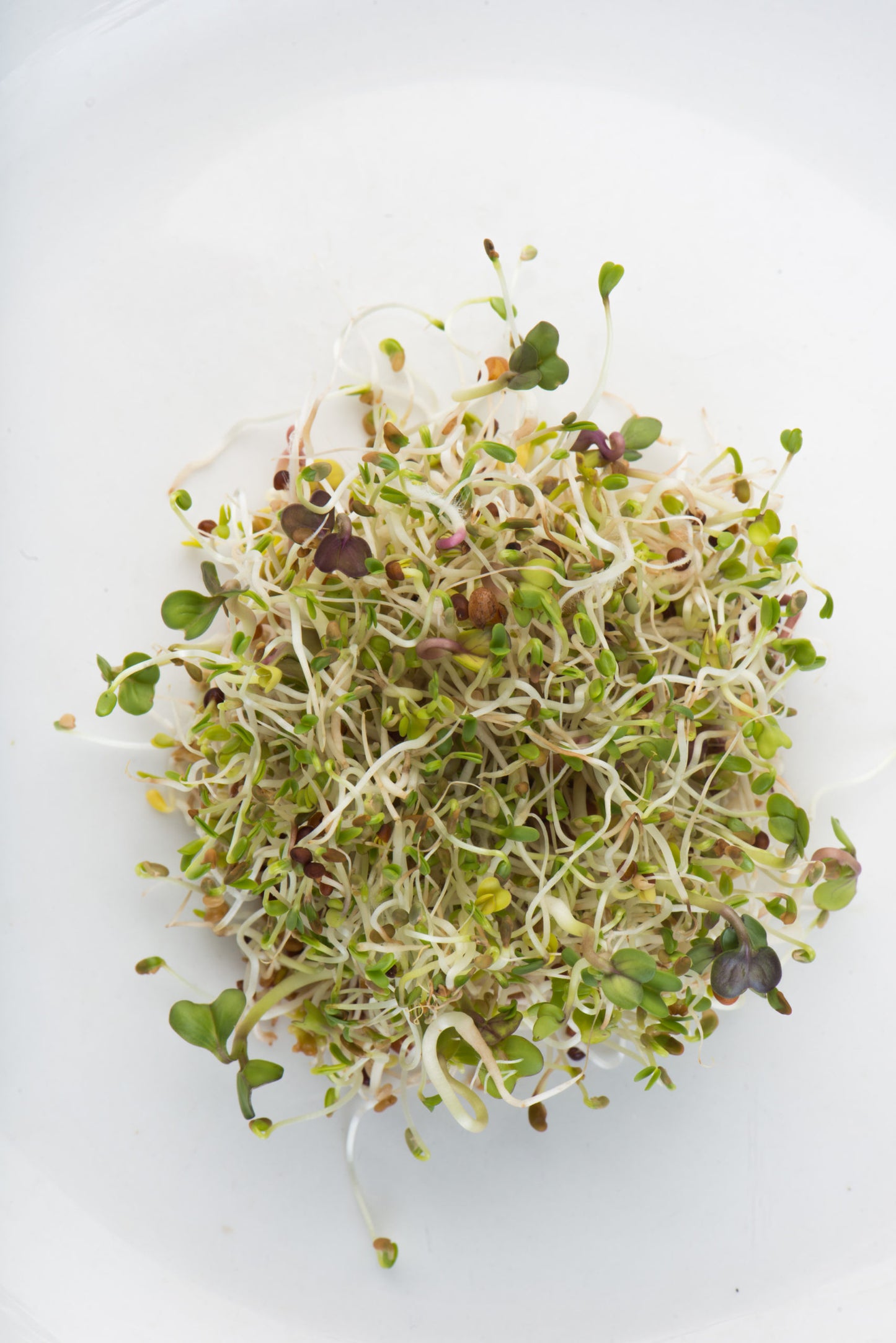 Mumm's Sprouting Seeds - Spring Salad Mix