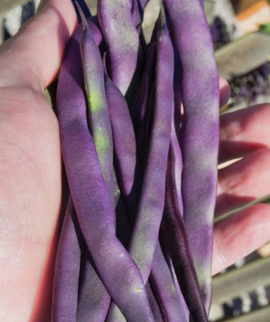 West Coast Seeds (Purple Peacock Beans)