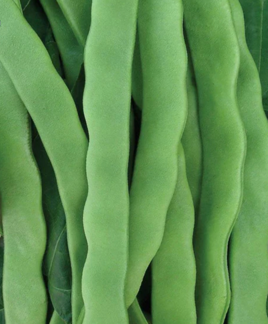 West Coast Seeds (Hilda Romano Beans)