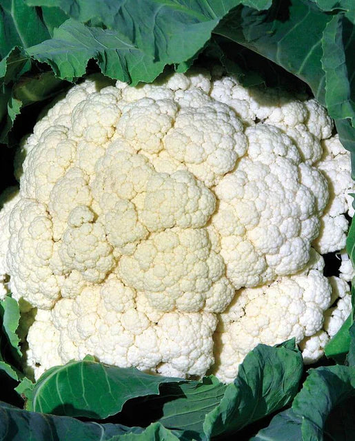 West Coast Seeds (Amazing Cauliflower)