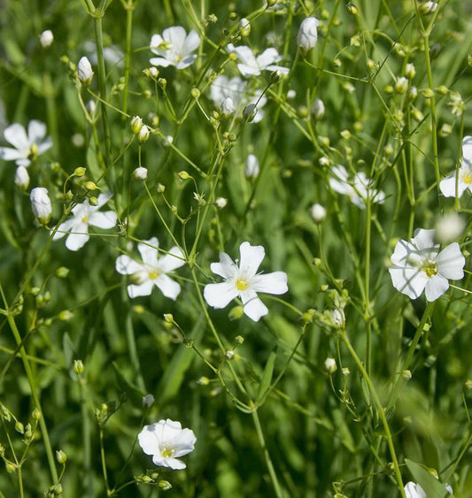 West Coast Seeds (Baby’s Breath Gypsophila)