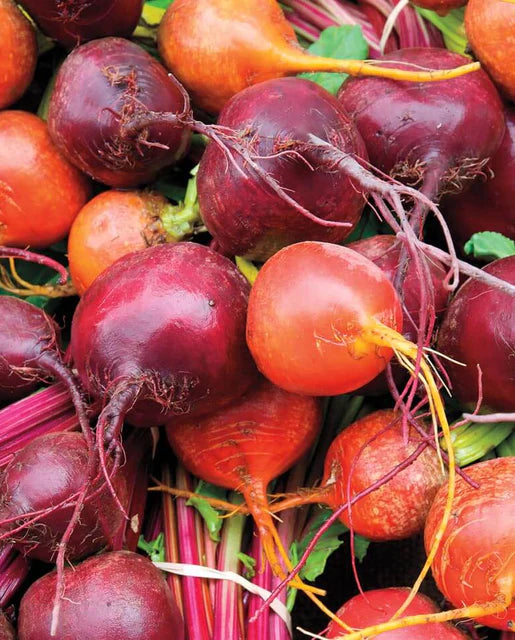 West Coast Seeds (Beet Blend)