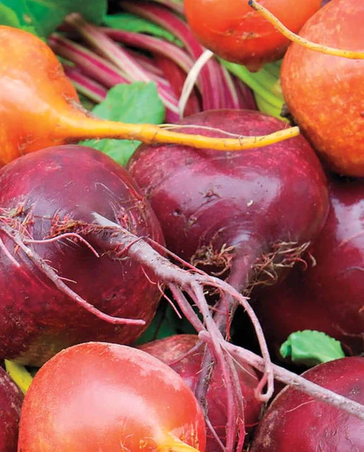 West Coast Seeds (Beet Blend)