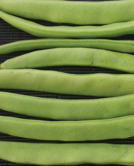 Graines de la côte ouest (haricots Campo di Fiori Romano)