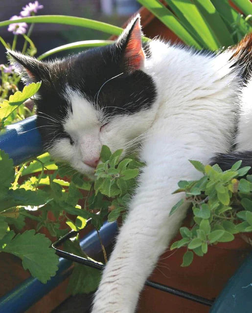 Graines de la côte ouest (herbe à chat)