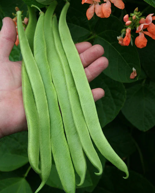 West Coast Seeds (Celebration Beans)