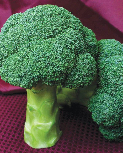 Graines de la côte ouest (brocoli centenaire)