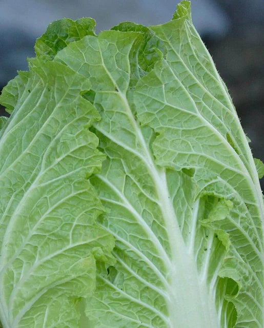 West Coast Seeds (China Express Cabbage) (Sui Choi)