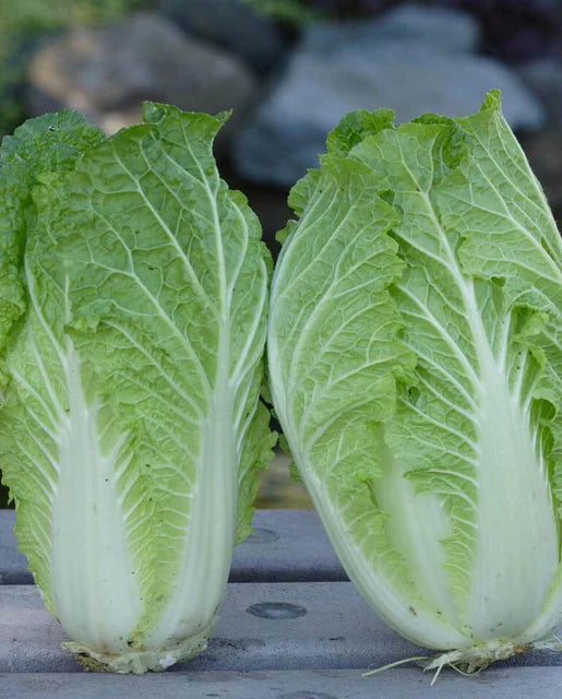 West Coast Seeds (China Express Cabbage) (Sui Choi)