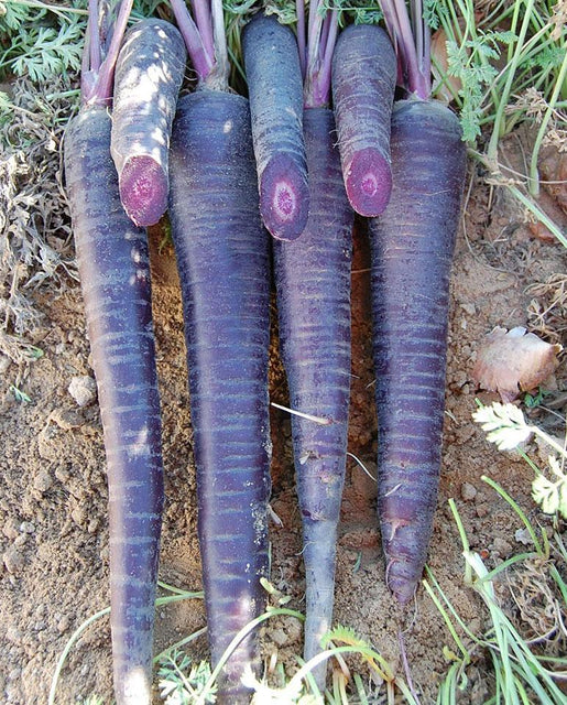 West Coast Seeds (Deep Purple Coated Carrots)