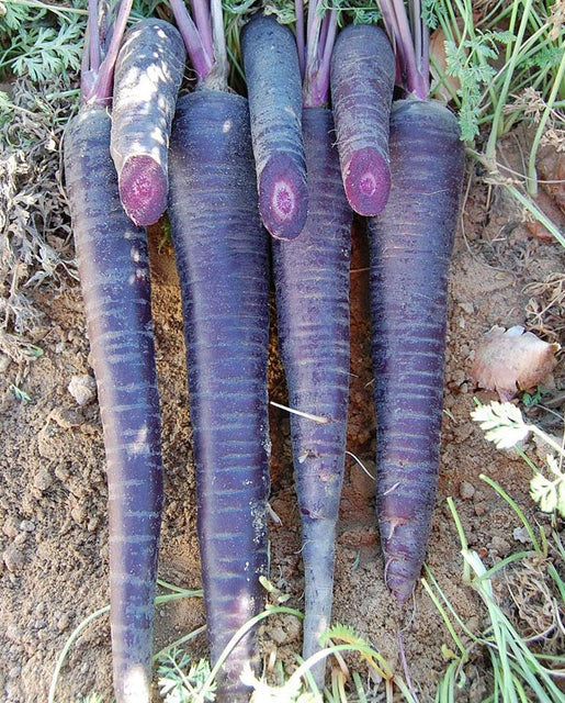 Graines de la côte ouest (carottes enrobées de violet foncé)