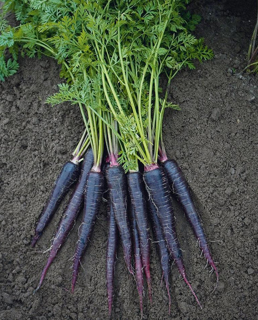 Graines de la côte ouest (carottes enrobées de violet foncé)