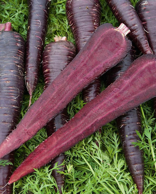 Graines de la côte ouest (carottes enrobées de violet foncé)