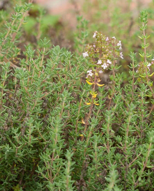 West Coast Seeds (English Thyme)