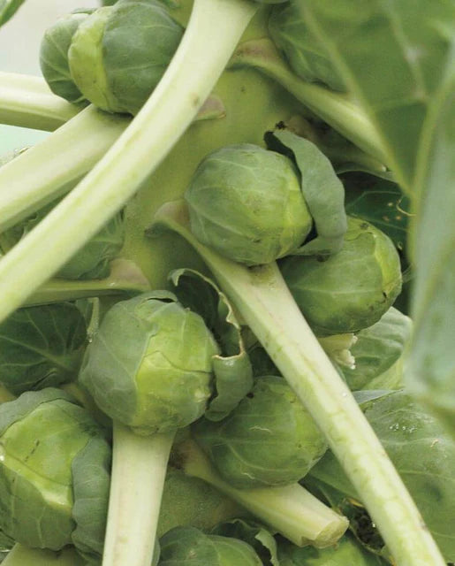 Graines de la Côte Ouest (Choux de Bruxelles biologiques Igor)