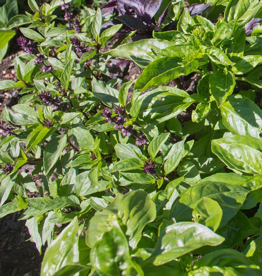 Keystone Spring Basil West Coast Seeds (Kitchen Blend Basil) | Urban Grow Garden Supply