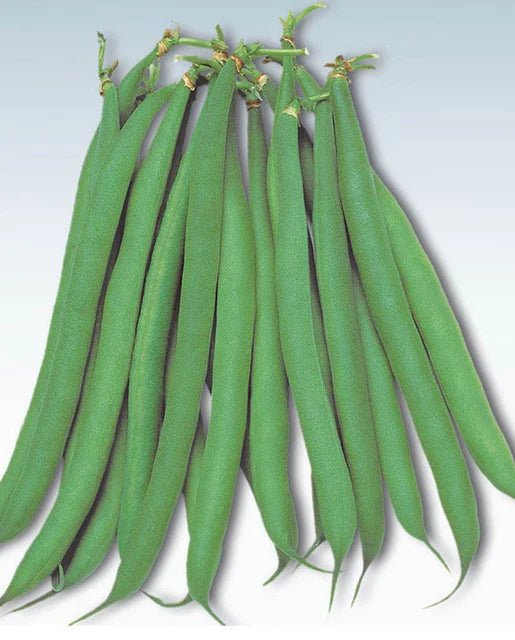 West Coast Seeds (Masai French Beans)