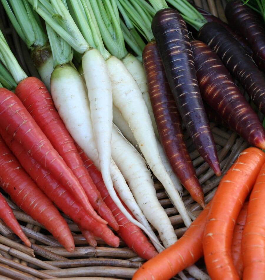 West Coast Seeds (Rainbow Blend Carrots)