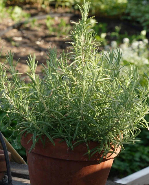 West Coast Seeds (Rosemary)