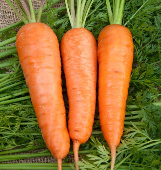 West Coast Seeds (Royal Chantenay Carrots)