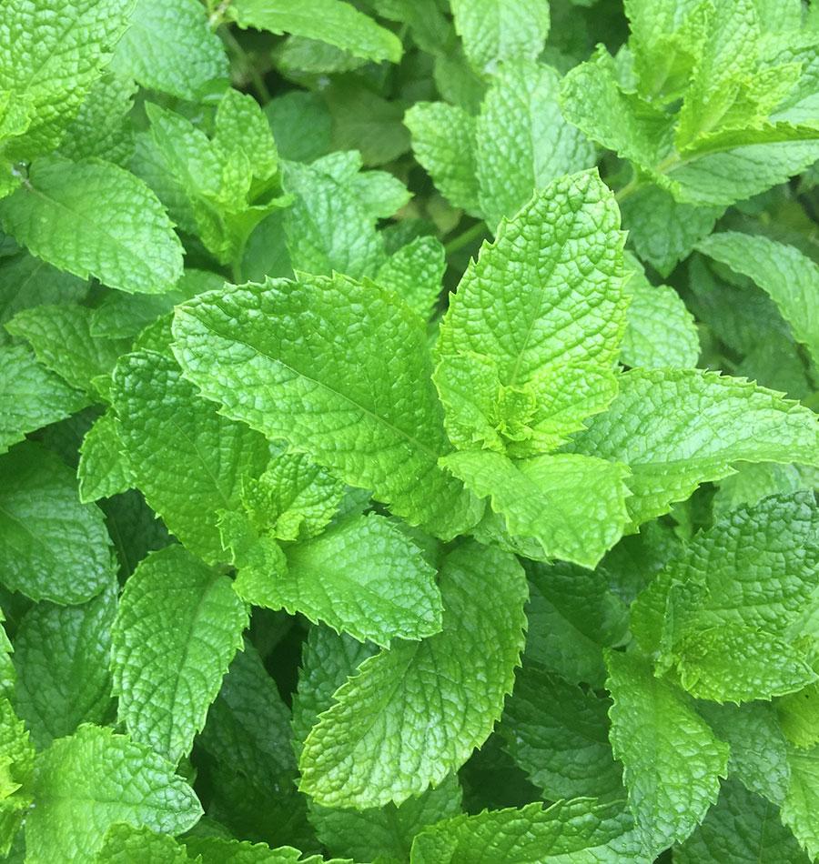 Graines de la côte ouest (menthe verte) 