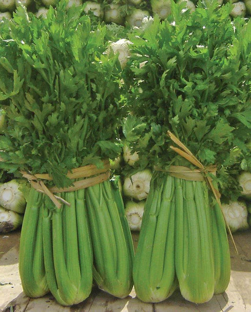 West Coast Seeds (Tango Coated Organic Celery) (Certified Organic)