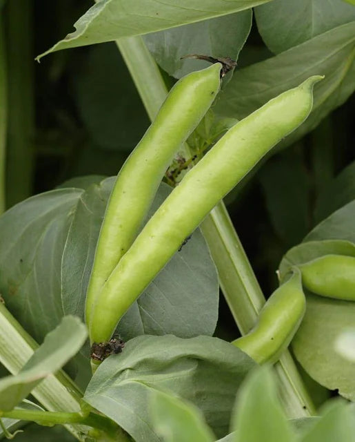 Graines de la côte ouest (haricots Windsor)