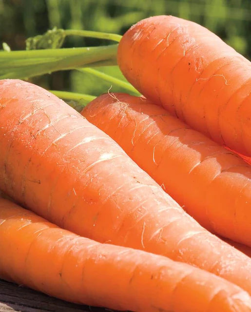 West Coast Seeds (Ya Ya Coated Carrots) (Certified Organic)
